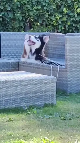 Crime scence🤣🐶#tiktok #funnyvideo #foryou #dog 