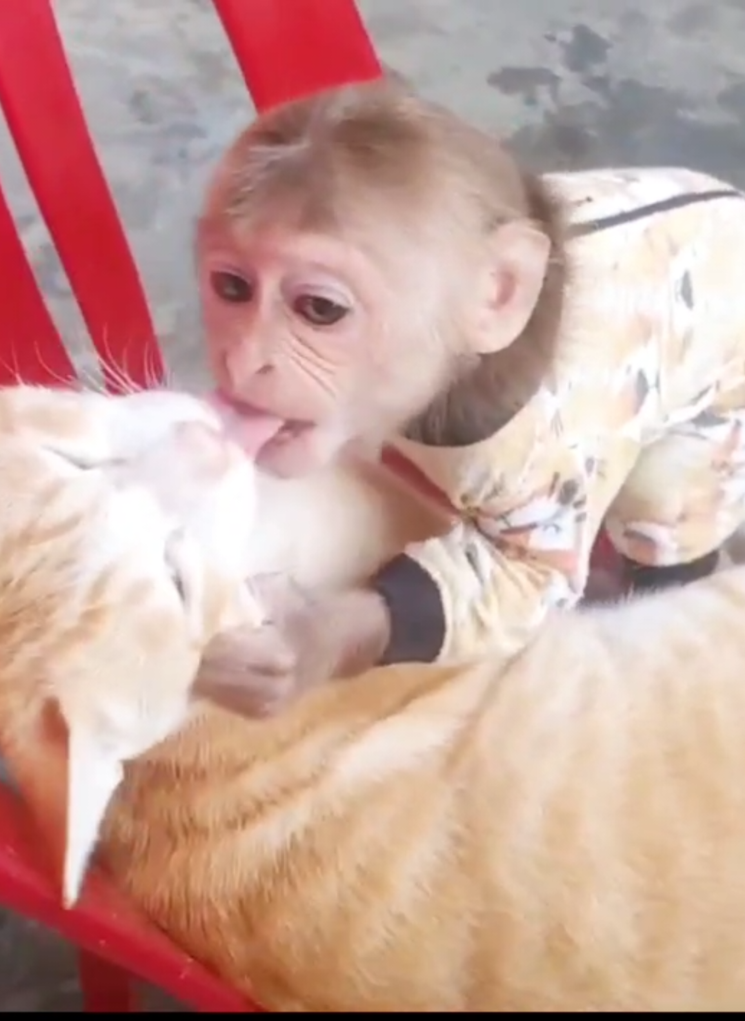 Khỉ Cubin cưỡng hôn chú mèo cưởi xỉu luôn #Cubin #xuhuongtiktok #cưngmuốnỉu #fyp #FunnyAnimals #funnypetts #PoVCat #BabyMonkeyCubin #CatAndMonkeyDuo 