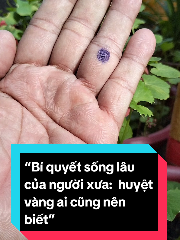 “Bí quyết sống lâu của người xưa: huyệt vàng ai cũng nên biết”@Trị Liệu Sống Khỏe #bamhuyet #xuhướng #trilieusongkhoe #bamhuyetchuabenh #bamhuyet 