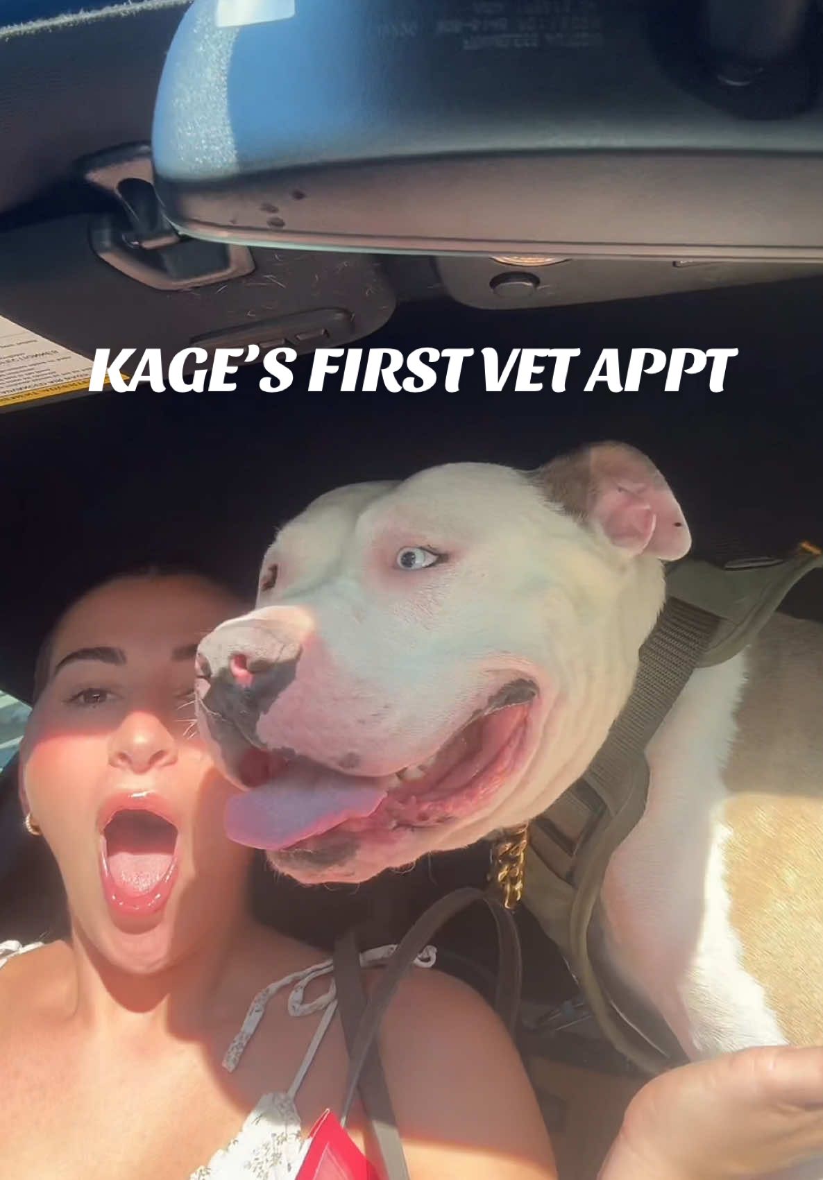 Kage had his first vet appt + his first fit check 💅🏽🐾 #rescuedog #shelterdog #pitbull #veterinarian #pitbullsoftiktok  