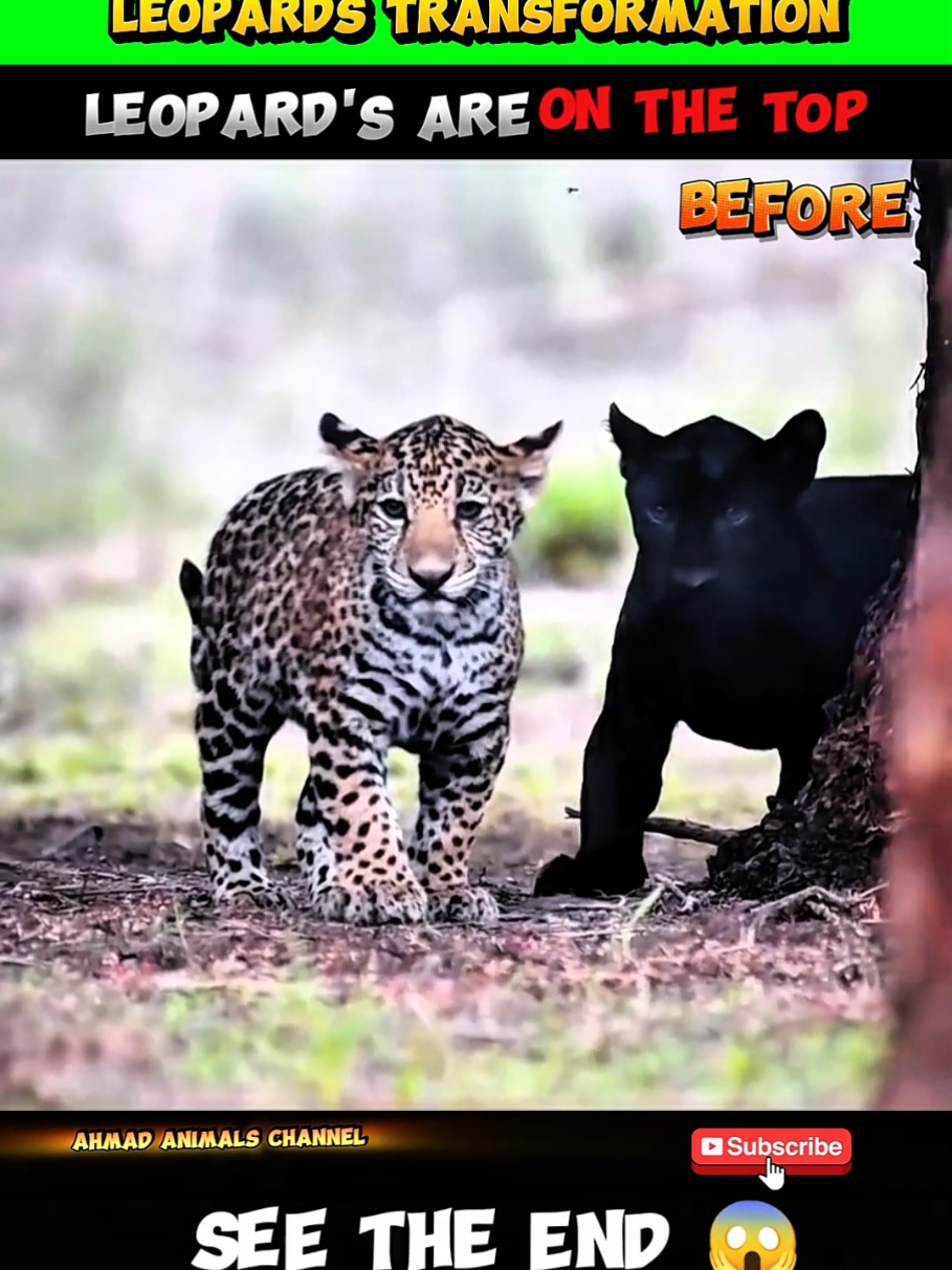 Leopard's Transformation 🥵 #animalsworld #viraltiktok #wildlife #animalsoftiktok #viralvideos  @Animal Planet @Latest Sightings 