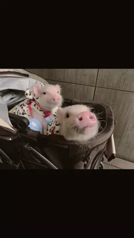 吉祥寺の麹屋さん もろみ醤油ソフトクリーム🍦 #マイクロブタ #micropig #可愛い #pet #吉祥寺