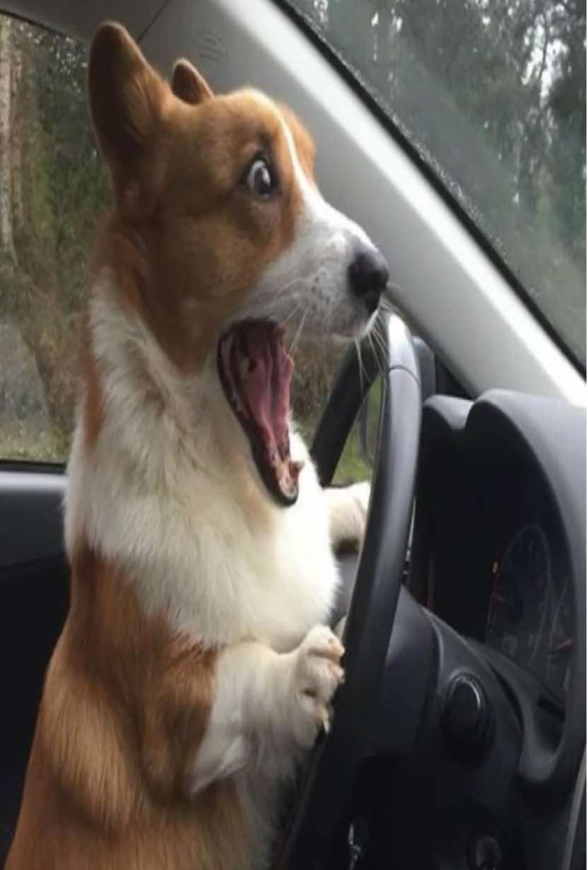#corgi 
