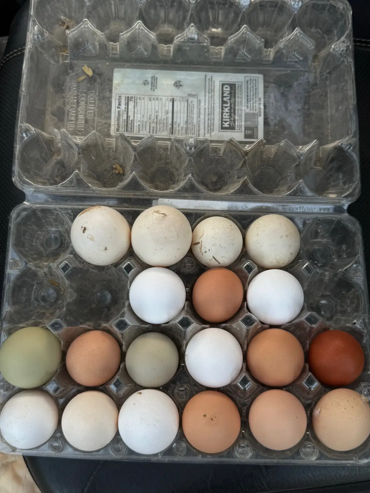 Nightly Haul. 4 duck eggs 🦆  15 chicken eggs 🐓  #eggs #backyardchickens #backyardducks #homestead #farm     