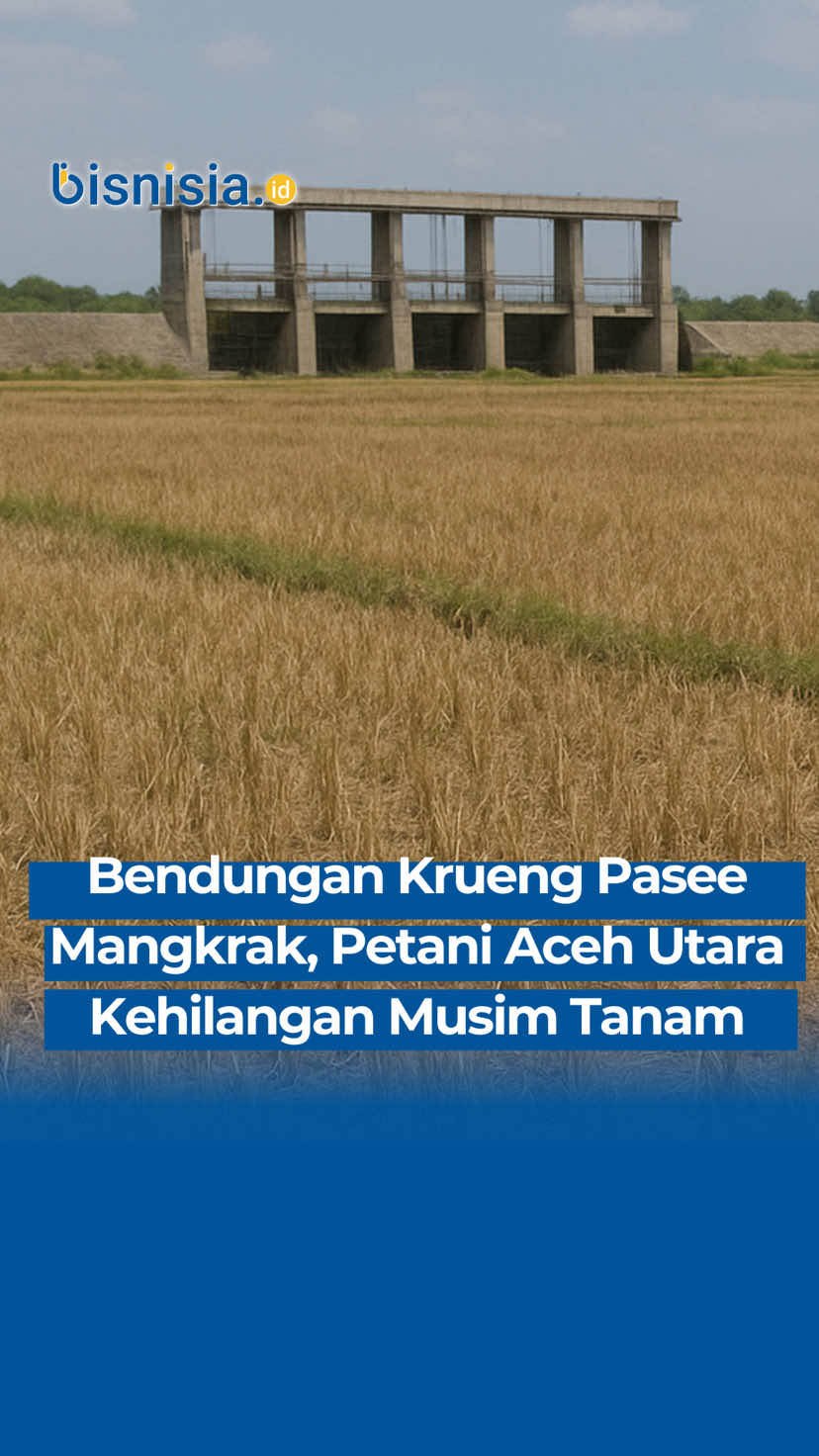 Bendungan Krueng Pasee yang mangkrak membuat ribuan hektare sawah di Aceh Utara tak tergarap, petani pun kehilangan musim tanam dan penghidupan. #acehutara #bendungankrungpase #gagalpanen #petaniaceh #aceh 