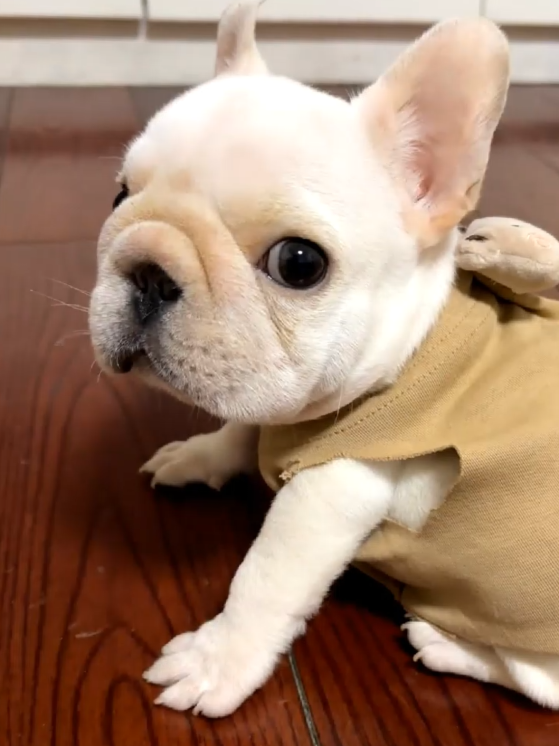Yo el primer día de clases porque me perdí #thepibblepost #pibble #gmail 