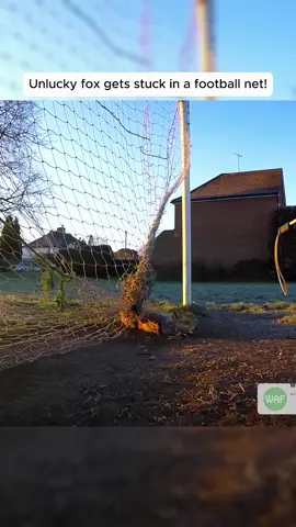 Unlucky fox gets stuck in a football net! #fox #fyp #trending #rescue #animals 