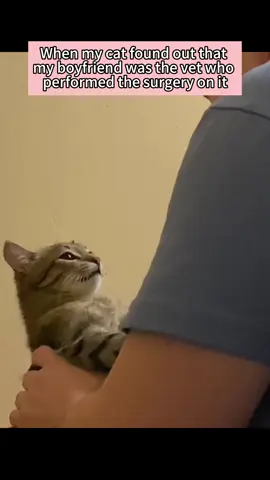 POV: Your mom’s new boyfriend is the guy who snipped you. 🤯#POV #CatSoftiktok #Betrayal #TrustIssues #FunnyCat #VetLife