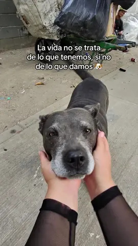Me quedé con las ganitas de verla en su nueva camita 🥹🐶💕#animales #ayudandoanimales #animls #foryoupage #emocional 