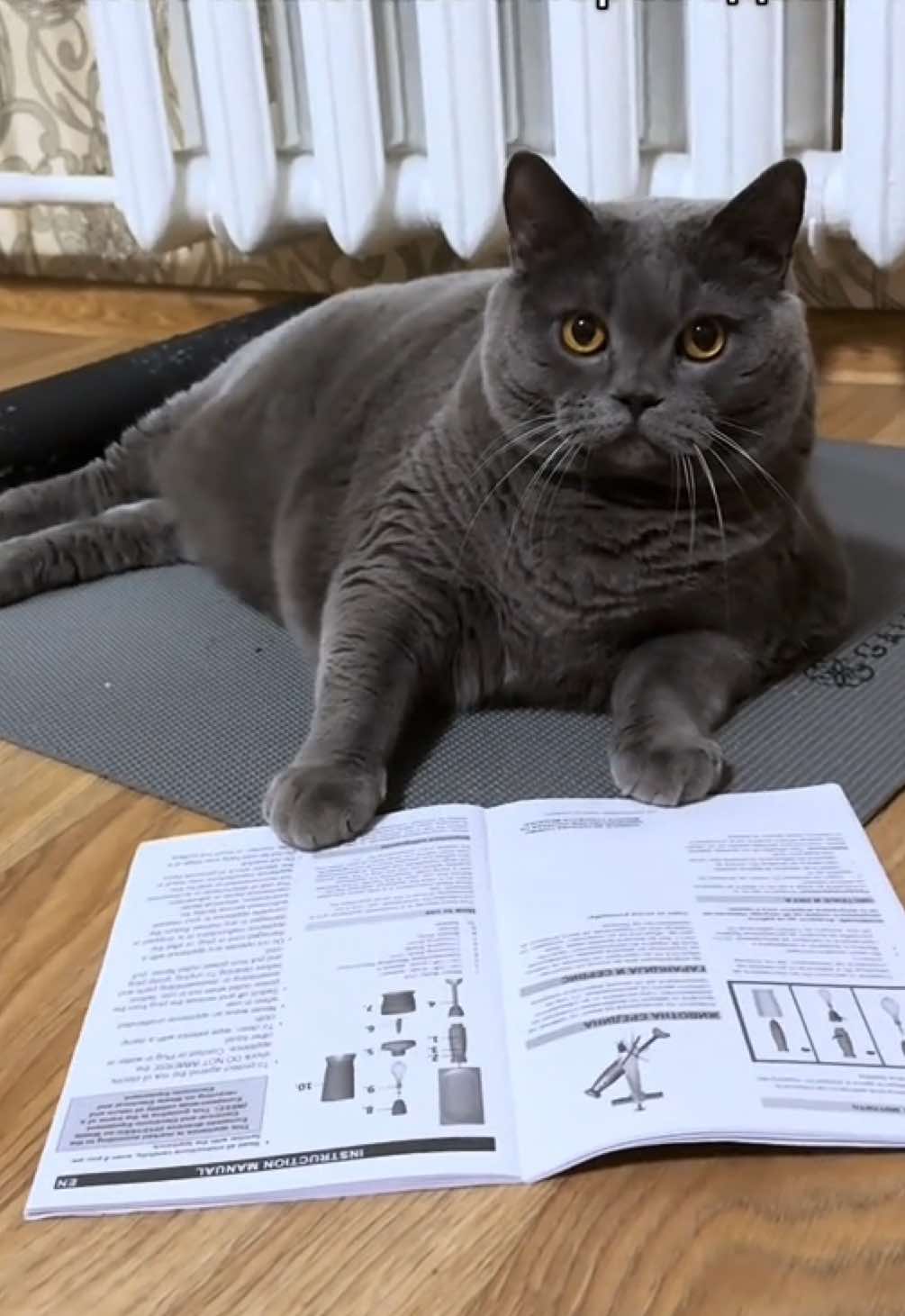 Ожидала помощника по переводу, а получила пушистый комок #британецкот #кот #переводчик 