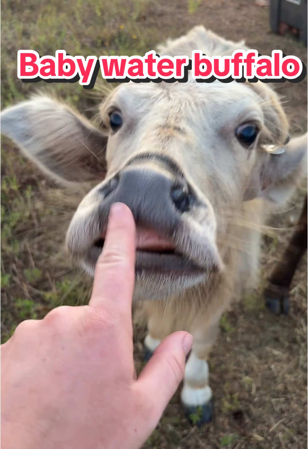 Let’s talk about my water buffalo! #animal #animals #exotic #waterbuffalo #safaristayz 