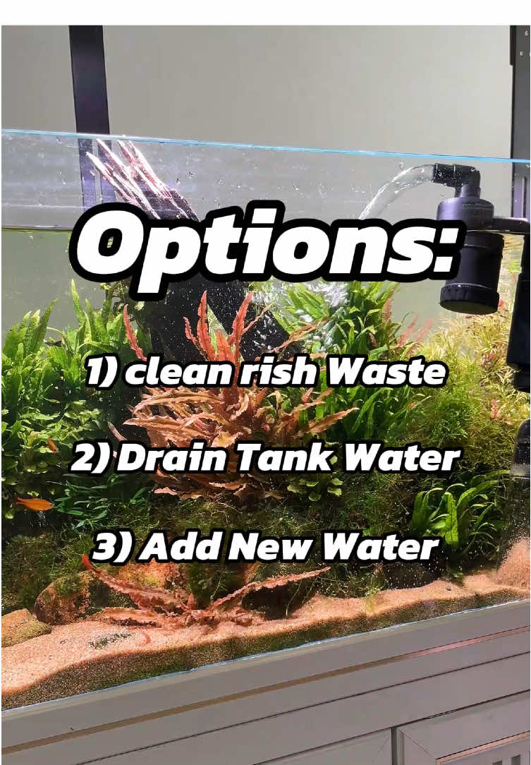 Since I got it, I save time and effort!#aquarium #fishtank #fy 