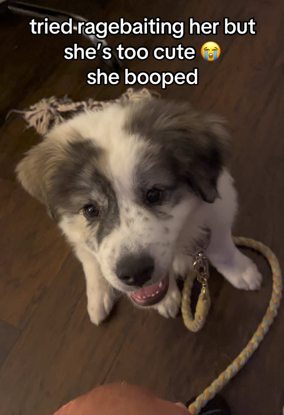 baby’s first boop #dogsoftiktok #greatpyrenees #pyrenees #puppy 