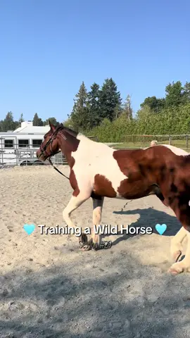 Less drama today from Mr Twist! He’s learning so quickly. Was super soft on the line, wasn’t leaning or trying to pull at all! And we had no porpoising with the saddle. All great steps forward 🥰🩵 #blmmustang #mustangsoftiktok #fyp #horsetraining #eventingmustang 