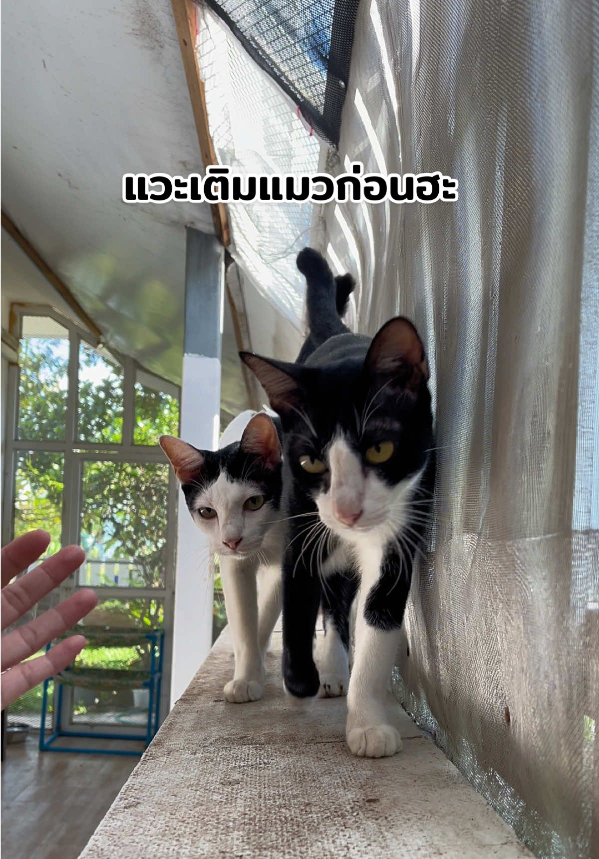 เติมแมวให้ชื่นใจกันก่แนฮะ #เติมแมว #แมว #แมวน่ารัก #ทาสแมว #ตากะยายทาสแมว 