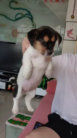#cute #animals #funny 