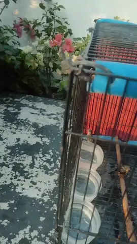 konin aceh gess #konin #kni #kolibri #fyp #kolibrininja