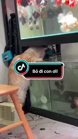 Bỏ đi con! ba bị bệnh tim đó#xh #aquariumfish #aquarium #aquafish #aqua 