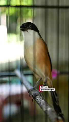 Temen ngopi ☕️ hanya manuk konten #cendet #cendetmaniaindonesia #cendetmania #cendetbetina 