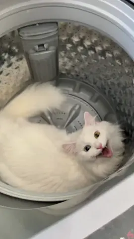 #whitecatsoftiktok #cattok #oddeyedcat #catlover #catsoftiktok #whitecat #funnypets #naughtcat 