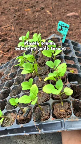 Ada yang tau gak jenisnya apa? #berkebun #terong 