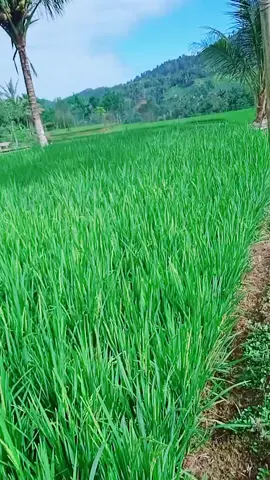 Assalamu'alaikum... wilujeng siang sahabat q 🙏🥰🤗 slm sehat sukses slalu 🤲🤗🥰 pasawahan indah#pemandangan pesawahan#lagu Sunda viral#fypシ゚