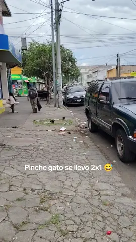 #viral #gatos #tiktok #naturaleza #capcup 