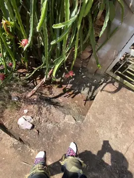 Về hái thanh long cùng anh dii...🤣