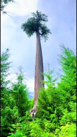 Recharged in nature at Port Renfrew 🌿🦅🐻🌊. Where is your favourite nature visit? #travel #cinimatic #adventure #explore #canada  