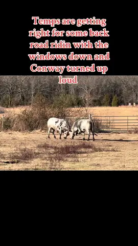 When those temps start droppin I’m ready for some back road ridin with the windows down and Conway and all the old skool country artist turned up loud #conwaytwitty #backroad #windowsdown #hitabackroad #oldschoolcountry 