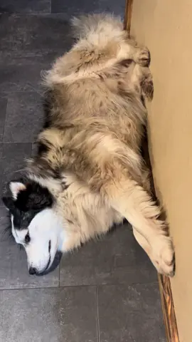 #huskysoftiktok #fyp 
