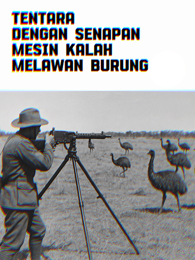 >>>>PENJELASAN👇 🐦 Perang Emu Besar (1932) Pada tahun 1932, para petani di Australia Barat menghadapi masalah besar: lebih dari 20.000 burung emu liar menyerbu ladang gandum, merusak tanaman, dan menyebabkan kerugian besar. Perang ini sebenarnya tidak resmi, karena emu adalah satwa liar yang memang hidup bebas di Australia. Untuk membantu petani, pemerintah mengirim tentara lengkap dengan sen*pan mesin Lewis dan ribuan peluru. Namun, emu terbukti lawan yang tangguh: mereka sangat cepat, pandai menyebar, dan sulit dite*bak. Bahkan ketika tentara mencoba mengejar dengan truk bersen*ata, kendaraan justru rusak di medan kasar. Setelah hampir sebulan operasi, hanya sekitar 200–300 ekor emu yang berhasil dite*bak — jumlah yang sangat kecil dibanding ribuan lainnya. Akhirnya, operasi dihentikan dan tentara ditarik mundur. Media kemudian menamai peristiwa ini sebagai “Great Emu War”, perang paling absurd dalam sejarah, di mana manusia berse*jata mesin justru dianggap kalah melawan burung. #sejarah #historia #wawasan #fyp  #greatemuwar 
