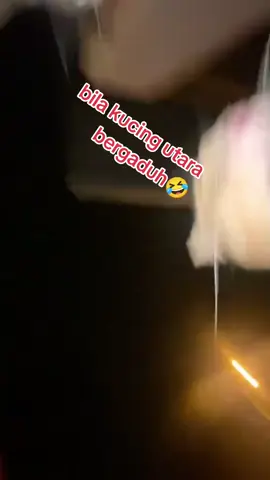ini lah jadi...bila kucing utara gaduh.. hilang meow meow..🤣🤣🤣