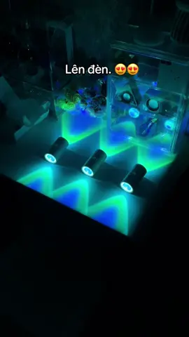 Lên đèn 🫢#decorphongtro #decorhengheo #denled #decorphongngu 