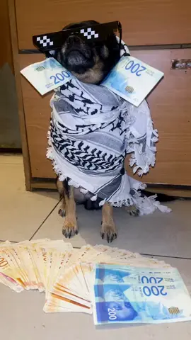 #كلوب صار غني 🤣🤣
