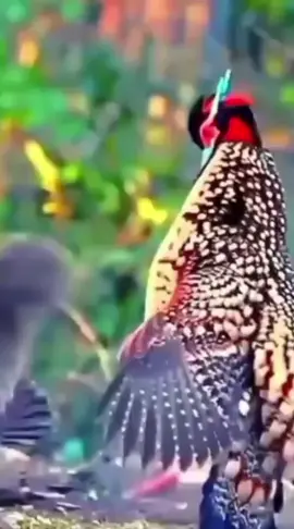 #birds #beautifull #dance #amazing #animals 