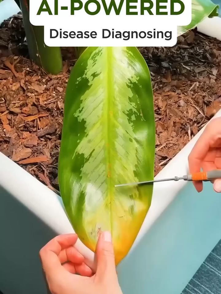 🔍 Identify plants in seconds  🌍 Plant disease self-diagnosis  🌿 Instantly identify over 17,000 plant species  💧 Detailed tips on plant care  Plant Identifier - Plant Care is the best app to identify plants and learn how to care for them with one snap. Instantly identify plants, including flowers, trees, cactus, grass, and more. v1-10#fyp #PlantTok #plantmom #houseplants #plants #plantcare #plantlover #indoorplants #monstera #indoorjungle