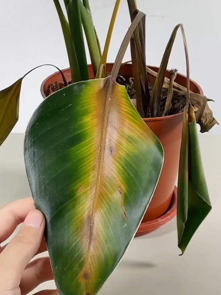 🔍 Identify plants in seconds 🌍 Plant disease self-diagnosis 🌿 Instantly identify over 17,000 plant species 💧 Detailed tips on plant care Plant Identifier - Plant Care is the best app to identify plants and learn how to care for them with one snap. Instantly identify plants, including flowers, trees, cactus, grass, and more. v1-10#fyp #PlantTok #plantmom #houseplants #plants #plantcare #plantlover #indoorplants #monstera #indoorjungle
