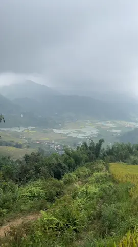 Ai về Tả Phìn Vào mùa 🌾🌾 #xuhuongtiktok #xuhuong 