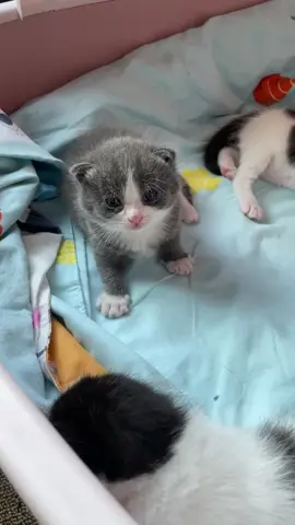 So cute!#foru #cutecat #catlover #kitty #kittensoftiktok #cutekitten #toocute #catvideo #babykitten #kitten