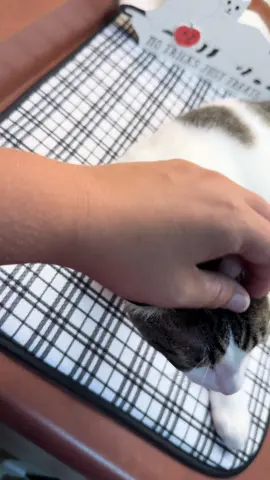 Boy cats 😍 #firstlove #kittensoftiktok #boycat #catmom #catlover 