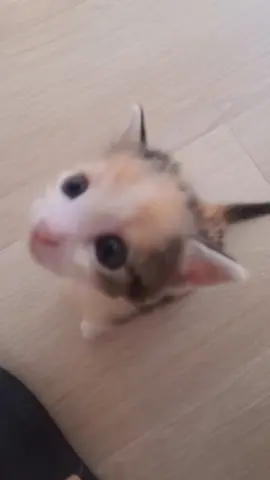 Kissy kissy 😘#foru #cutecat #catlover #kitty #kittensoftiktok #cutekitten #toocute #catvideo #babykitten #kitten