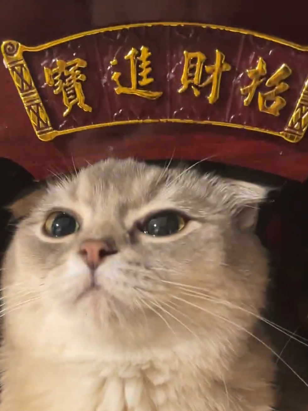 今天我站岗#cutecat #pets #猫咪的迷惑行为 