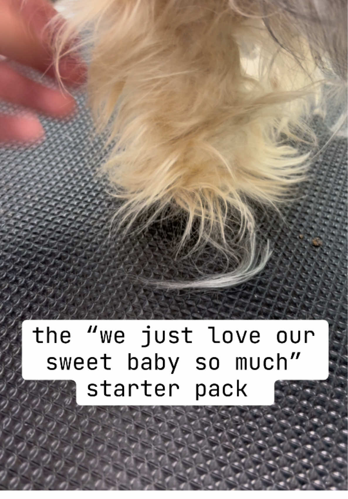 and then they bring them in like this again in 4 months and pretend they had NO CLUE that they were doing anything wrong. #dogsoftiktok #doodles #doggrooming #doodlegroomer 