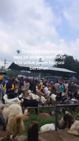 Formasine 4-3-2-1 🫠 #wedus #kambing #bakul #jualkambing #bakulwedus #jual #dagangwedus #kambinglucu #kambingyanganeh #kambingjumbo #pasarkambing #jualanonline #fyp #sambat #boyolali24jam #tiktok 