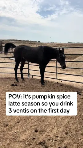 She is 30 years old, she gets gassy from time to time. 😂  #pumpkinseason #pumpkinspicelatte #farts #horsefart 