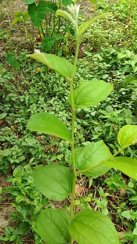 #মেয়ে_বস_করার_দোয়া #ছবিতে_ফু_দিয়ে_বস_করা #মেয়ে_বস_করার_তাবিজ #নারী_বস_করার_সহজ_ #সাদেক_আলি_কবিরাজ