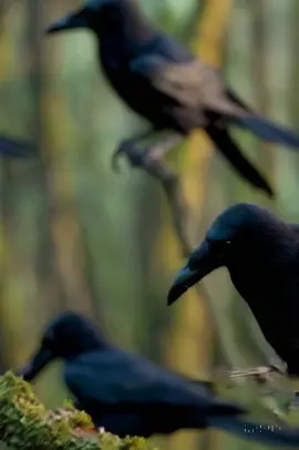 Mientras tú duermes, en los bosques de Nueva Caledonia hay cuervos que están perfeccionando su oficio. Y no, no hablo de recoger basura o hacer ruido. Esos cuervos están tallando. Sí, como lo lees. Toman ramas, las moldean con precisión y crean ganchos perfectos. Como un carpintero que conoce cada veta de la madera. Pero aquí viene lo más increíble: los jóvenes practican esta técnica durante horas. No porque tengan hambre desesperada, sino porque buscan la maestría. Igual que un niño que practica piano hasta que cada nota suena perfecta. Estas aves han convertido la fabricación de herramientas en un arte. Retiran la corteza, curvan la rama, prueban el gancho. Una y otra vez hasta dominarlo completamente. Resulta que mientras nosotros creíamos que eran 'solo cuervos', ellos desarrollaban habilidades de ingeniería que los científicos apenas están comenzando a entender. La próxima vez que veas un cuervo, recuerda: podrías estar viendo a un artesano nato que dedica su vida a perfeccionar su técnica. #animals #viral #nolosabias 