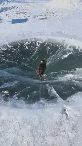 #cute #animals #funny 