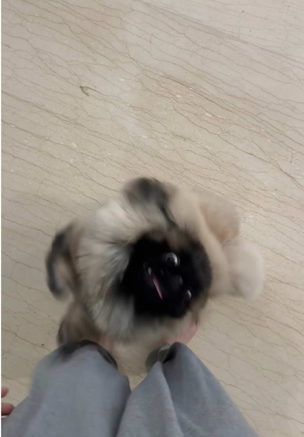 timmy’s attempt at jumping 🤪 #fyp #pekingese #PetsOfTikTok 